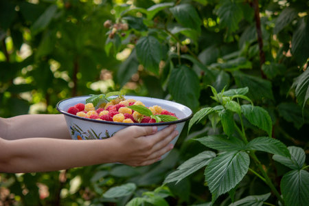 little boy eats raspberries on the background of the garden. Selective focus.の写真素材