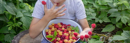 little boy eats raspberries on the background of the garden. Selective focus.の写真素材