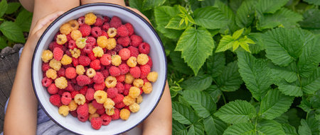 little boy eats raspberries on the background of the garden. Selective focus.