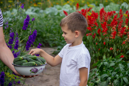 the boy holds a bowl of freshly picked cucumbers. Selective focus.の写真素材