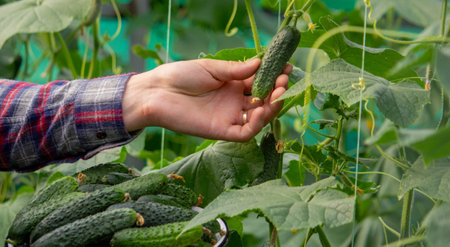 a man harvests cucumbers. Selective focus.の写真素材