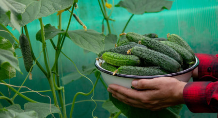a man harvests cucumbers. Selective focus.の写真素材