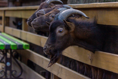 black goats in the zoo behind the fence. animalsの写真素材
