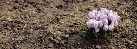 Purple Crocus Flowers in Spring. High quality photo.