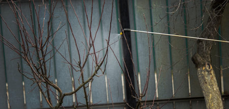 a man sprays trees in the spring.