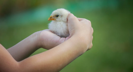 happy little boy holding a chicken in his hands on the background of nature.の写真素材
