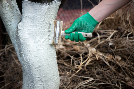 a man whitewashes trees in the garden in spring. Selective focus.の写真素材