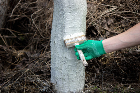 a man whitewashes trees in the garden in spring. Selective focus.