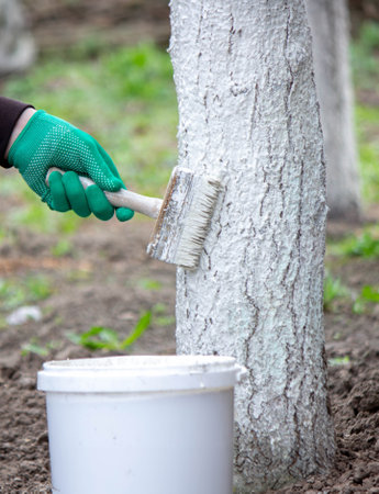 a man whitewashes trees in the garden in spring. Selective focus.の写真素材
