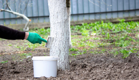 a man whitewashes trees in the garden in spring. Selective focus.