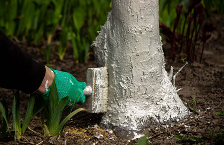 a man whitewashes trees in the garden in spring. Selective focus.