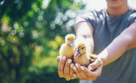 a female farmer holds ducklings in her handsの写真素材
