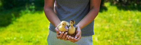 a female farmer holds ducklings in her handsの写真素材