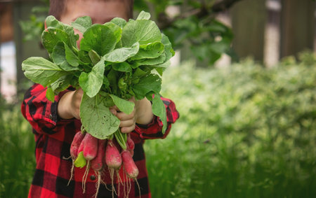 the child holds a bunch of radishes in his handsの写真素材