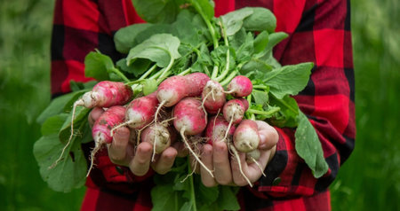the child holds a bunch of radishes in his hands