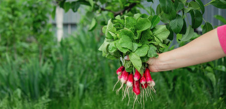 a farmer's hand holds a bunch of radishes
