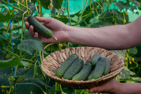 farmer collects cucumbers close-up. Selective focus.の写真素材