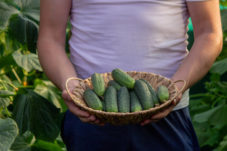 a male farmer collects cucumbers. Selective focus.の写真素材