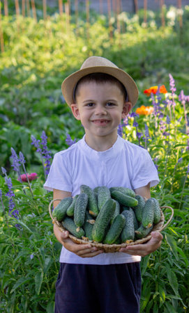 boy farmer collects cucumbers. Selective focus.の写真素材