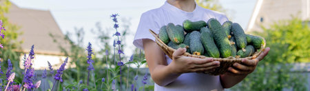 boy farmer collects cucumbers. Selective focus.の写真素材
