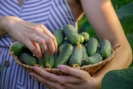 a woman farmer collects cucumbers. Selective focus.の写真素材