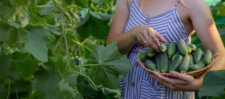 a woman farmer collects cucumbers. Selective focus.の写真素材