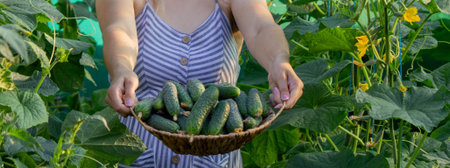a woman farmer collects cucumbers. Selective focus.の写真素材