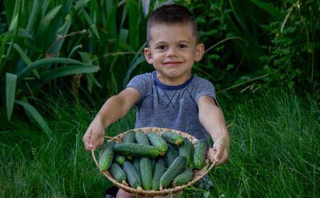 a boy farmer holds a basket with freshly picked cucumbers. Selective focus.の写真素材