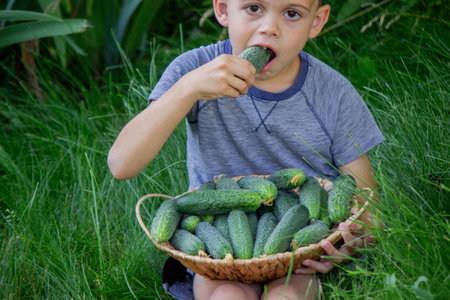 a boy farmer holds a basket with freshly picked cucumbers. Selective focus.の写真素材