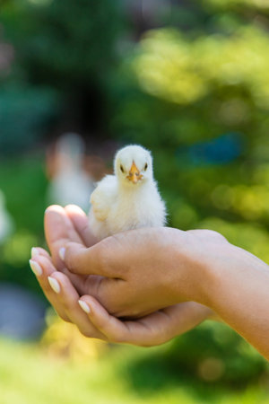 a female farmer holds a small yellow chicken in her handsの写真素材