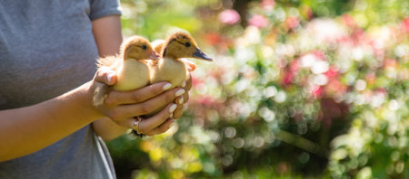 a female farmer holds a duckling in her handsの写真素材