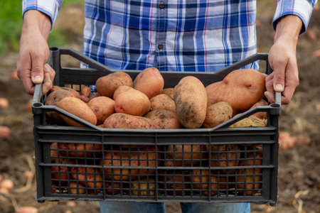 a male farmer shows what crop of organic potatoes he has harvested.harvest.の写真素材