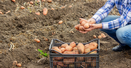 a male farmer shows what crop of organic potatoes he has harvested.harvest.の写真素材