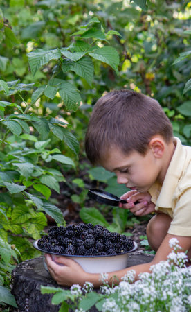 the boy looks at a blackberry through a magnifying glass, against the background of nature. Selective focus.の写真素材