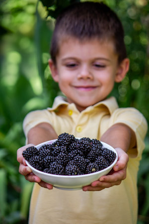 a boy picks and eats blackberries. Selective focus.の写真素材