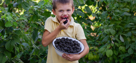 a boy picks and eats blackberries. Selective focus.の写真素材