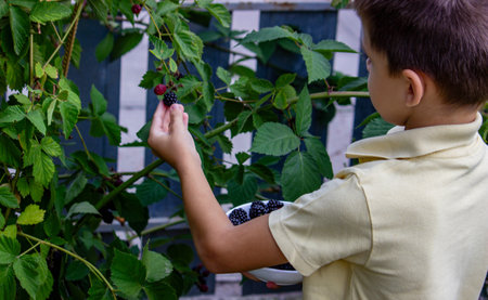 a boy picks and eats blackberries. Selective focus.の写真素材