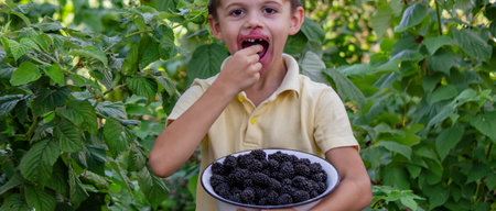 a boy picks and eats blackberries. Selective focus.の写真素材