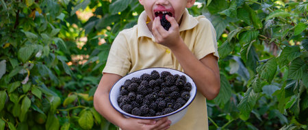 a boy picks and eats blackberries. Selective focus.の写真素材