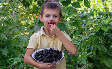 a boy picks and eats blackberries. Selective focus.の写真素材