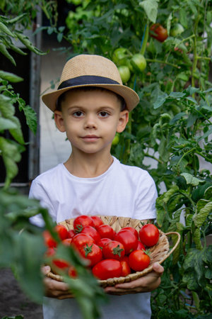 boy with tomatoes in the garden, ecological product. Selective focus.の写真素材