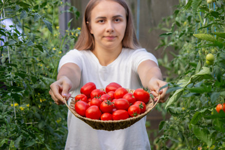 a woman holds fresh ripe tomatoes in her hands. Selective focus.の写真素材