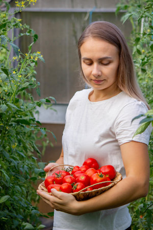 a woman holds fresh ripe tomatoes in her hands. Selective focus.の写真素材