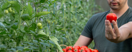 a male farmer holds tomatoes in his hands. Selective focus.