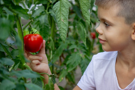 a boy harvests tomatoes. Selective focus.の写真素材