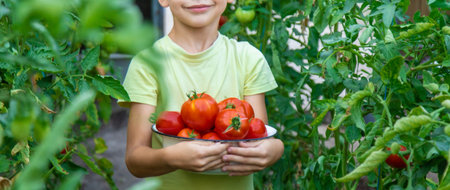 boy with tomatoes in the garden, ecological product. Selective focusの写真素材