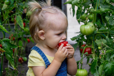 little girl collects tomatoes in a greenhouse. Selective focus.の写真素材