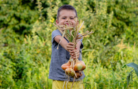 the child holds an onion in his hands. harvest.
