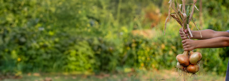 the child holds an onion in his hands. harvest.
