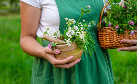A woman collects medicinal herbs.の写真素材